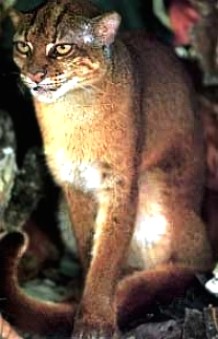 Калимантанская кошка