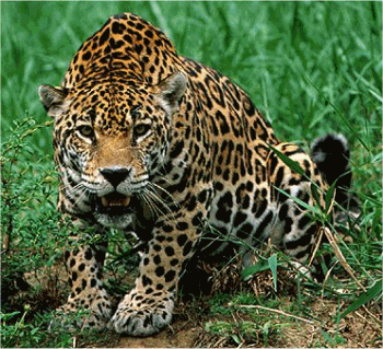 Jaguar on 